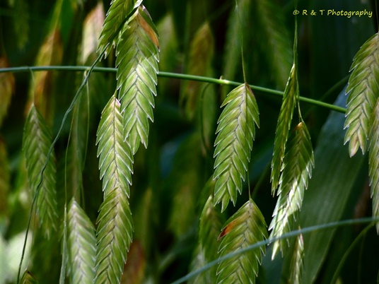 {Chasmanthium latifolium}